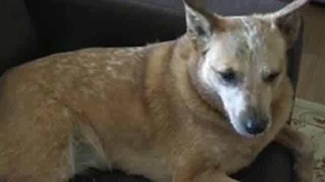 WESTMINSTER COLORADO-2015: Elderly Brown Dog Laying on Couch Licking Lips