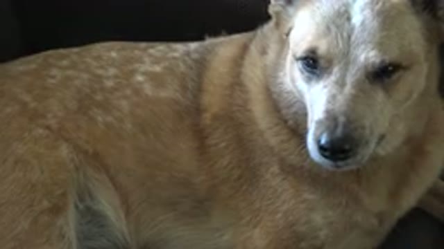 WESTMINSTER COLORADO-2015: Adorable Good Dog With A Brown Coat And White Spots
