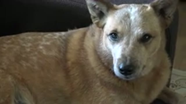 WESTMINSTER COLORADO-2015: A Fat Caramel Dog Winking at the Camera
