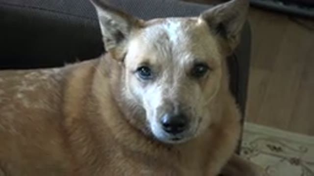 WESTMINSTER COLORADO-2015: Tan Colored Medium Sized Dog In Close Up Looks At