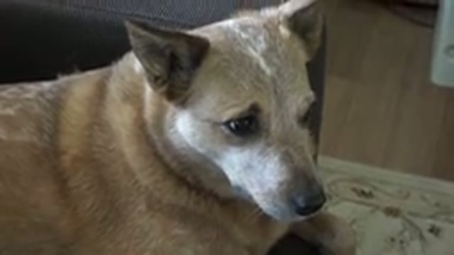 WESTMINSTER COLORADO-2015: Big Fluffy Brown Dog Blinks With Cuteness Around The