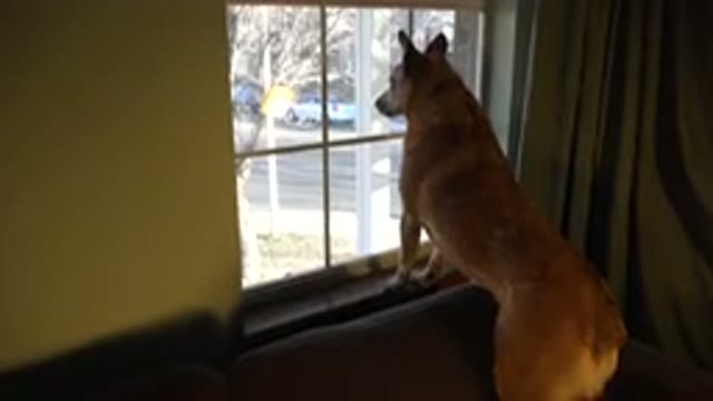 WESTMINSTER COLORADO-2015: Brown Dog Eagerly Looks Out White Window With Tan Curtains