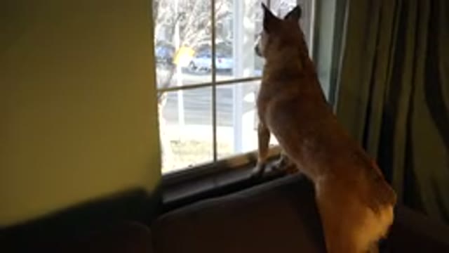WESTMINSTER COLORADO-2015: Amazing Talented Dog Looking Out Window