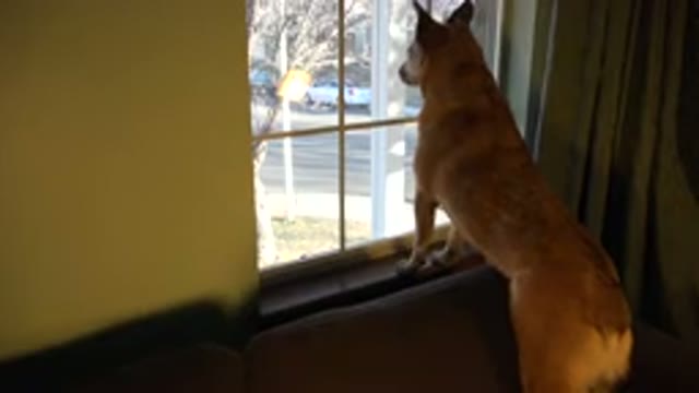 WESTMINSTER COLORADO-2015: Amazing Talented Dog Looking Outside The Window