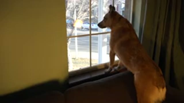 WESTMINSTER COLORADO-2015: Dog Standing On The Couch Watching The Street From