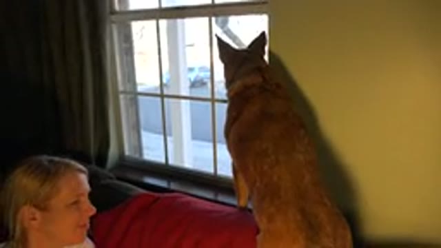 WESTMINSTER COLORADO-2015: Dog Looking Out Of The Window On A Sofa With A Woman