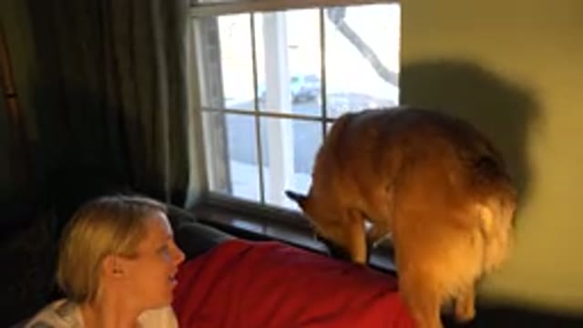 WESTMINSTER COLORADO-2015: Tan Colored Medium Sized Dog Stands On Back Of Couch