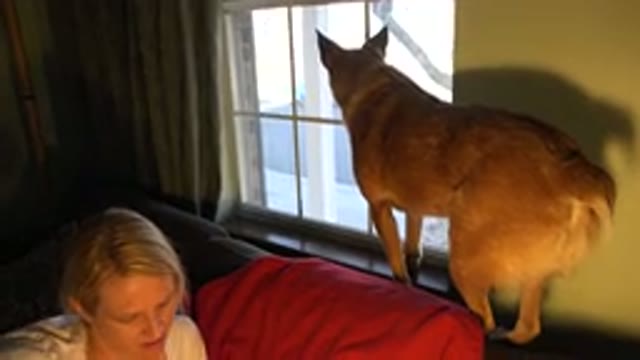 WESTMINSTER COLORADO-2015: Woman Prepares a Dog Watching the Neighbors Through a Window