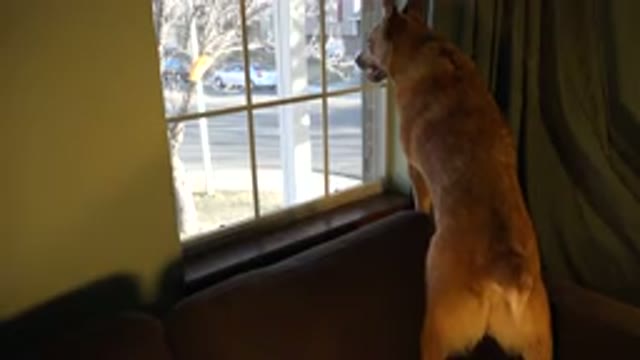 WESTMINSTER COLORADO-2015: Medium Brown Dog Standing On His Hind Legs To Watch