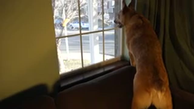 WESTMINSTER COLORADO-2015: A Big Dog Is Looking At The Road Outside Via A Window