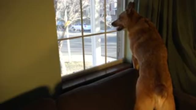 WESTMINSTER COLORADO-2015: German Shepherd Dog On Green Couch Near Window