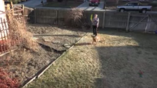 WESTMINSTER COLORADO-2015: Person Playing With Dog In The Yard Throwing Ball