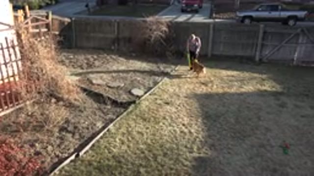 WESTMINSTER COLORADO-2015: Lady And Dog In Backyard Playing Catch The Ball On A