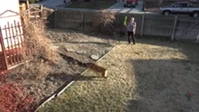 WESTMINSTER COLORADO-2015: A Man Playing With A Happy Dog
