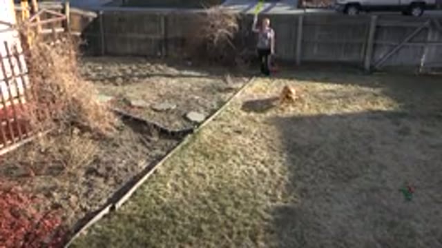 WESTMINSTER COLORADO-2015: Two People Playing With Dog In The Yard Cheating