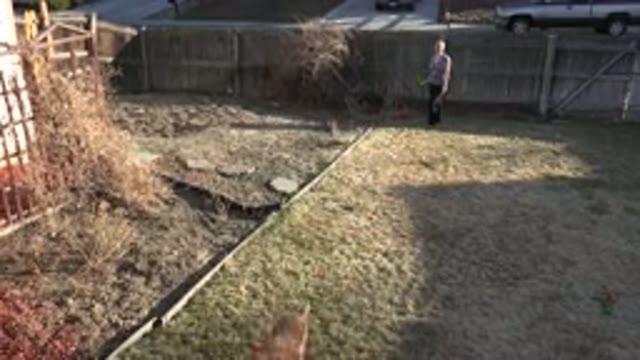 WESTMINSTER COLORADO-2015: Brown Dog Retrieves Small Yellow Object On A Clear Day