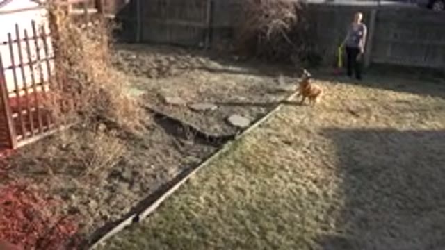 WESTMINSTER COLORADO-2015: Woman In The Backyard Throwing A Ball To Her Dog