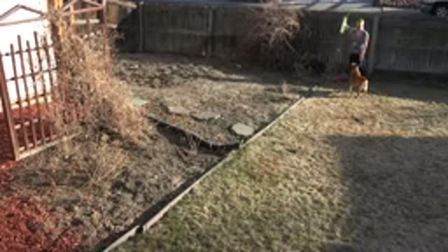 WESTMINSTER COLORADO-2015: A Man Playing With A Dog By Throwing A Ball Out For