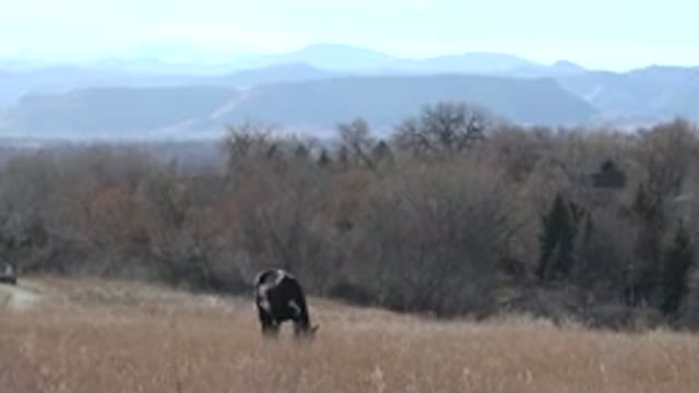 ARVADA COLORADO-2015: Brown Horse Grazing In Tan Field On A Clear Sunny Day