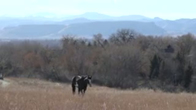 ARVADA COLORADO-2015: A Large Black Horse With White Spots Walking In A Field