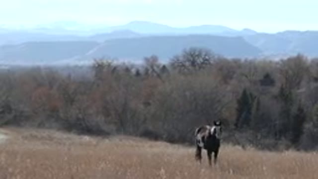 ARVADA COLORADO-2015: Horse Walking In The Forest