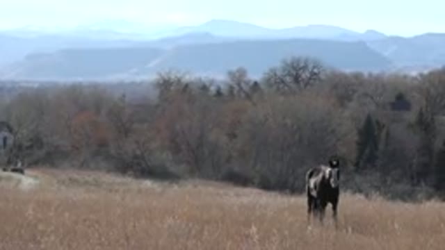 ARVADA COLORADO-2015: A Lone Horse Turning Its Head Standing In A Meadow Field