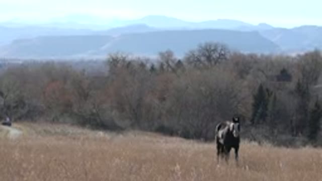 ARVADA COLORADO-2015: Brown Horse Grazing In Tan Field On A Sunny Day