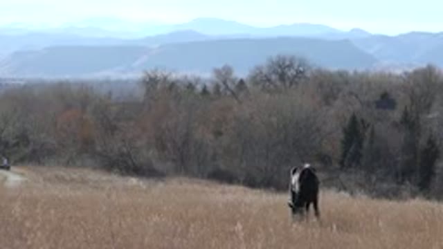 ARVADA COLORADO-2015: A Black Animal Grazing On Top Of Mountain Surrounded By Forest