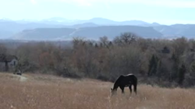 ARVADA COLORADO-2015: Dark Horse Grazing On Grass In A Tall Field Near A Barn