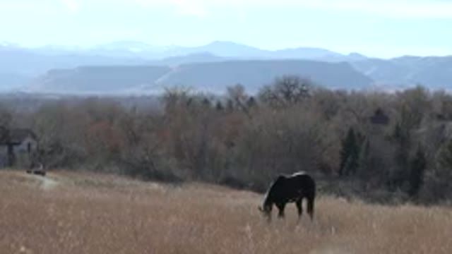 ARVADA COLORADO-2015: Horse Feeding in Natural Environment