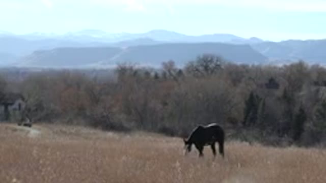 ARVADA COLORADO-2015: Horse Champ Grazing in Grass Near Trees and Mountain