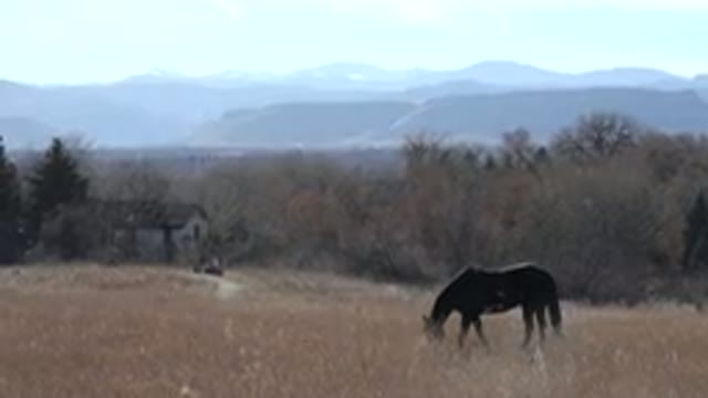 ARVADA COLORADO-2015: Horne In The Nature On Colorado
