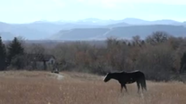 ARVADA COLORADO-2015: Brown Horse Grazing In Tan Field On A Clear Day
