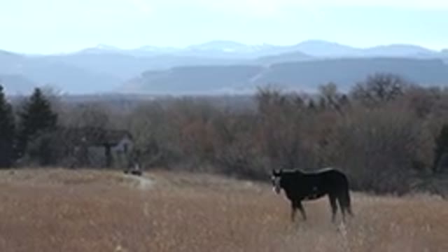 ARVADA COLORADO-2015: A Horse Scrolling Through A Field Of Tall Grass With A