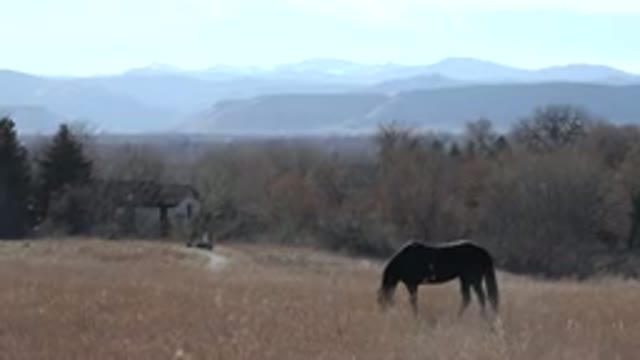 ARVADA COLORADO-2015: Horse In The Middle Of Feeding On Grass In Barn