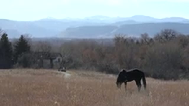 ARVADA COLORADO-2015: A Solitary Horse Grazes In A Lush Pasture Within Sight Of
