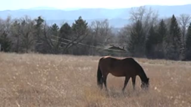 ARVADA COLORADO-2015: Horse Grazing In Prairie With Trees And A Cabin In The
