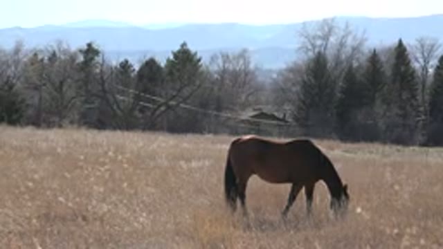 ARVADA COLORADO-2015: A Free Brown Horse Grazing in the Countryside