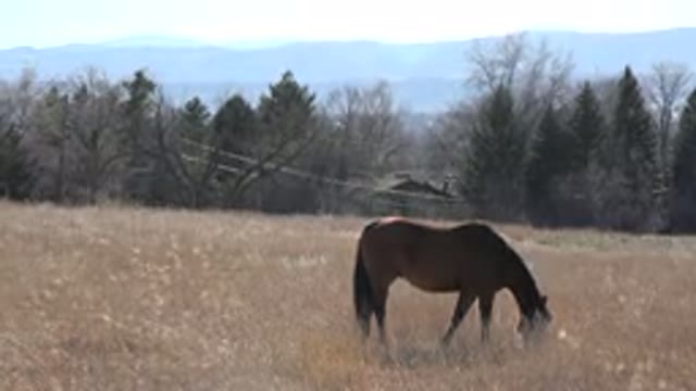 ARVADA COLORADO-2015: A Stallion Grazes On Oats In A Field Near Trees