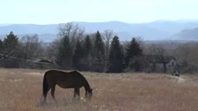 ARVADA COLORADO-2015: A Horse Bending Its Neck to Graze in a Wheat Field