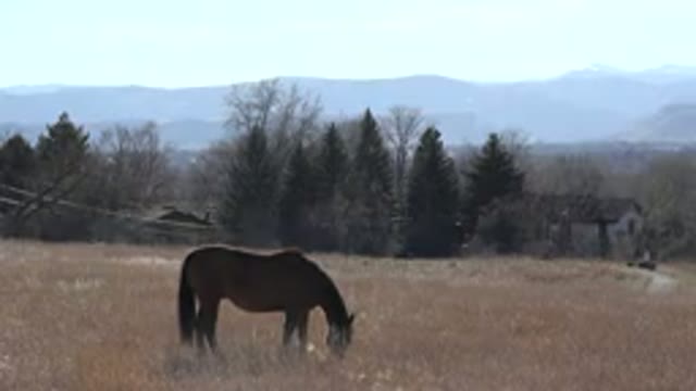 ARVADA COLORADO-2015: A Brown Horse Grazes in an Overgrown Rescue Field