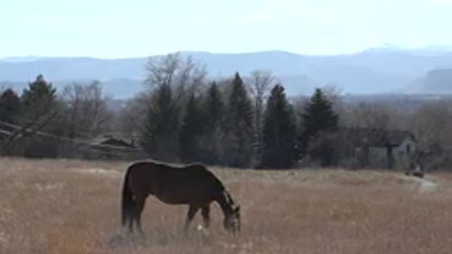 ARVADA COLORADO-2015: Brown Horse Quietly Eating Grass In A Large Field