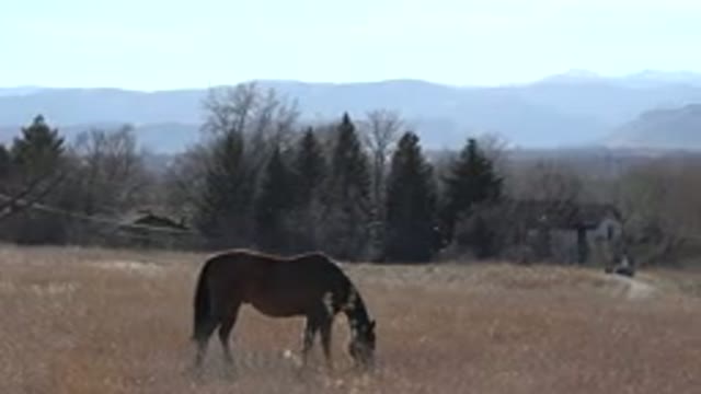ARVADA COLORADO-2015: Lunch Time In The Countryside