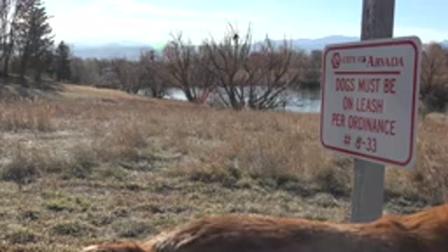 ARVADA COLORADO-2015: Red And White City Of Lammed Dog Leash Sign With Brown Dog
