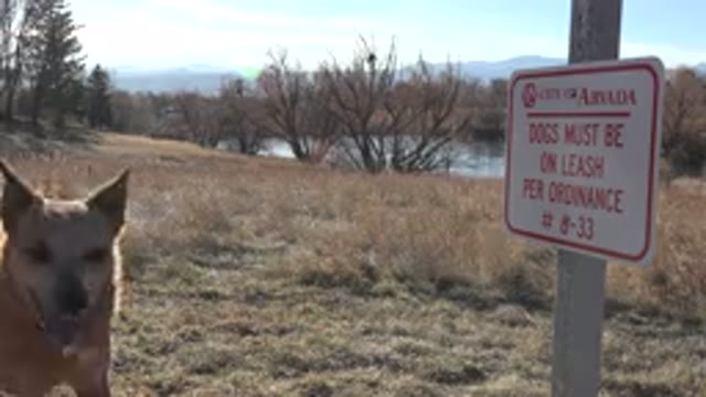 ARVADA COLORADO-2015: Dog Off Leash Ignores Sign That Says Dogs Must Be Leashed
