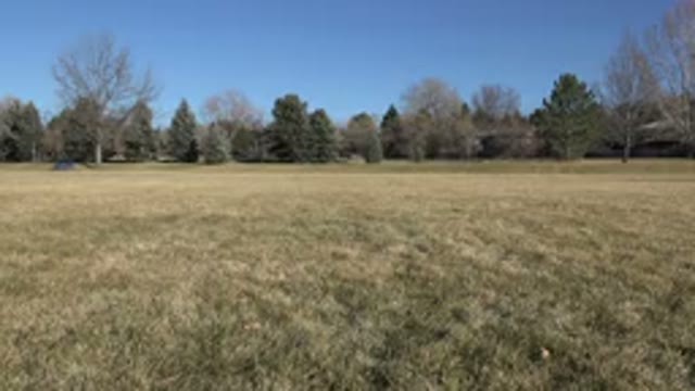 ARVADA COLORADO-2015: On A Sunny Day A Dog Runs On A Grassy Surface Towards The