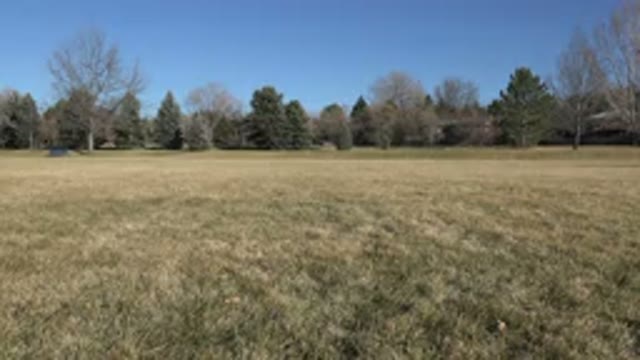 ARVADA COLORADO-2015: Amazing Brown Dog Running In The Field