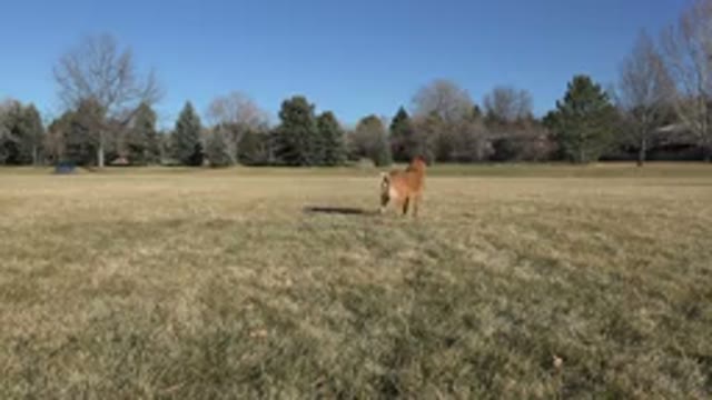 ARVADA COLORADO-2015: Big Brown Dog Running And Playing In The Park