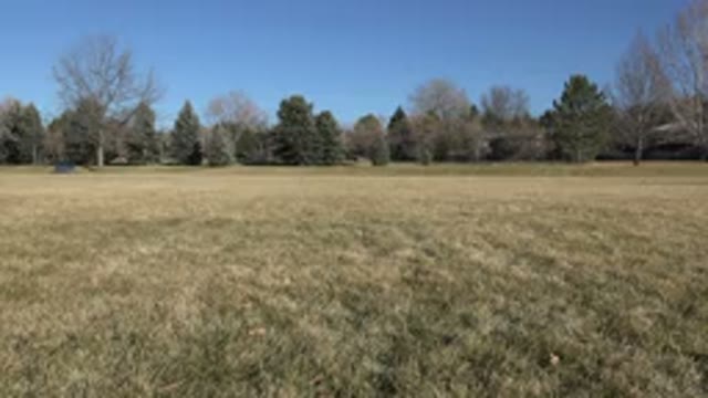 ARVADA COLORADO-2015: Dog Running In Open Grassy Area With Many Trees In The