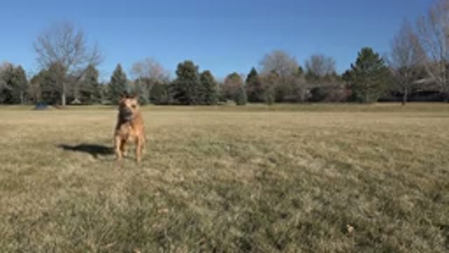 ARVADA COLORADO-2015: Big Dog Stopped And Running On Ground With Trees Behind